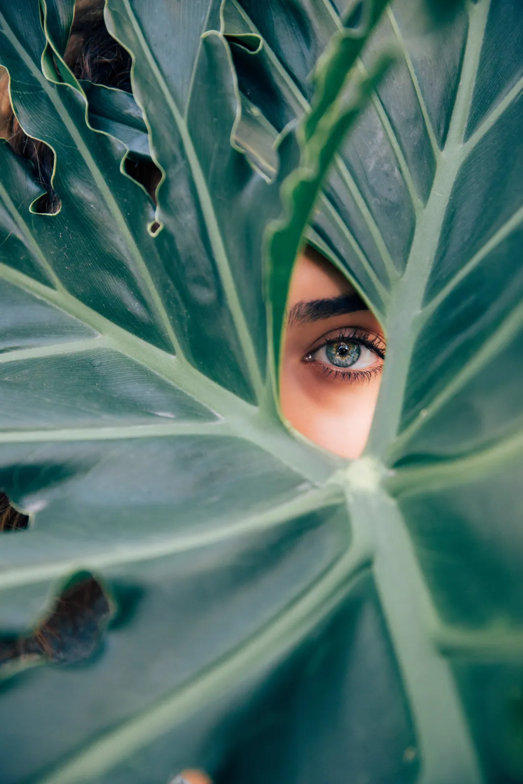 Gesicht hinter einem grossen grünen Blatt